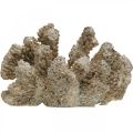 Floristik24 Decoro marittimo, animale marino, decoro corallo poliresina 13,5x11,5cm