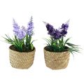 Floristik24 Giacinto artificiale in vaso seagrass blu viola 16/17cm 2pz