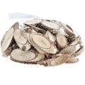 Floristik24 Fette di legno di betulla fette di betulla ovali 4-9 cm 450 g