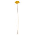 Achillea Natur Gelb Fiori secchi di Achillea Gialli 1kg | Floristik24.it