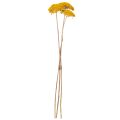 Achillea Natur Gelb Fiori