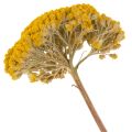 Achillea Natur Gelb Fiori