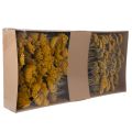 Achillea Natur Gelb Fiori