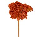 Floristik24 Achillea Orange fiori secchi, achillea, 45-60 cm, 1 kg