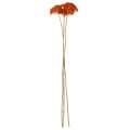 Achillea Orange fiori secchi, achillea, 45-60 cm, 1 kg | Floristik24.it