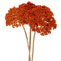 Achillea Orange fiori secchi,