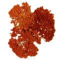 Achillea Orange fiori secchi,