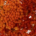 Achillea Orange fiori secchi,