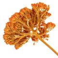 Achillea Orange fiori secchi,