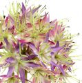 Floristik24 Allium viola chiaro L76cm