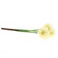 Floristik24 Allium ornamentale bianco artificiale 51cm 4 pezzi
