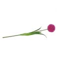 Floristik24 Allium 68 cm rosa-viola
