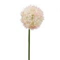 Floristik24 Allium rosa crema Ø15cm L70cm