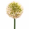 Floristik24 Allium ornamentale rosa artificiale / verde Ø8cm 58cm