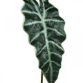Floristik24 Foglia di freccia artificiale pianta artificiale alocasia deco verde 74 cm