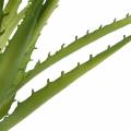 Aloe Vera verde artificiale 26 cm