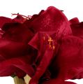 Floristik24 Amaryllis rosso scuro L 73 cm 2 pezzi
