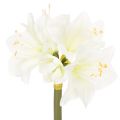 Floristik24 Fiore di amarillide artificiale, bianco, con stelo, Avvento e Natale, 50 cm