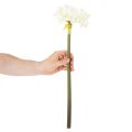 Fiore di amarillide artificiale, bianco, con stelo, Avvento e Natale, 50 cm | Floristik24.it