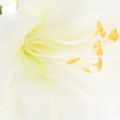 Fiore di amarillide artificiale, bianco, con stelo, Avvento e Natale, 50 cm | Floristik24.it