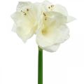 Floristik24 Fiore artificiale amaryllis stella cavaliere bianco Decorazione natalizia H40cm