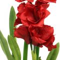 Floristik24 Amaryllis artificiale rosso 3 fiori di seta su palline di muschio H64cm