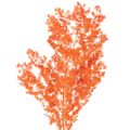 Floristik24 Ramo di fiori di asparago essiccati, asparago ornamentale tinto, 65 cm, 80 g