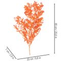 Ramo di fiori di asparago essiccati, asparago ornamentale tinto, 65 cm, 80 g | Floristik24.it