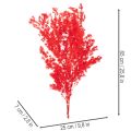 Mazzo di asparagi secchi per composizioni floreali, 65 cm, 80 g | Floristik24.it