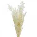 Floristik24 Asparagi secchi decorazione erba ornamentale essiccata bianca 80g