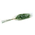 Floristik24 Ramo di asparagi 50 cm verde 5 pezzi
