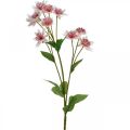 Floristik24 Fiore di seta artificiale Astrania grande Masterwort bianco rosa L61cm