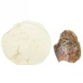 Floristik24 Cozze ostriche capiz fette in rete naturale 3,5–9,5 cm 2 pezzi