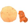 Floristik24 Cozze ostriche capiz a fette in rete arancione 3,5–9,5 cm 2 pezzi