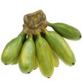 Floristik24 Baby banane verdi artificiali perenni 13cm