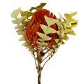 Floristik24 Banksia Baxterii Arancio 8pz
