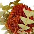 Floristik24 Banksia Baxterii Arancio 8pz