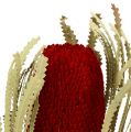 Floristik24 Banksia Hookerana rosso 7pz