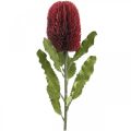 Floristik24 Fiore artificiale Banksia Rosso Borgogna Esotici artificiali 64 cm