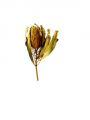 Floristik24 Banksia Hookerana giallo 7 pezzi