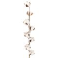 Floristik24 Ramo artificiale di cotone con 8 fiori veri, 78 cm