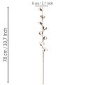 Ramo artificiale di cotone con 8 fiori veri, 78 cm | Floristik24.it