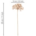 Ramo di bacche artificiali, decorazione color champagne, 28 cm, 3 pezzi | Floristik24.it
