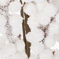 Decorazione invernale artificiale a forma di ramo con bacche e pigne, 60 cm. | Floristik24.it