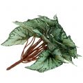 Floristik24 Cespuglio di begonia artificiale pianta artificiale verde 34 cm