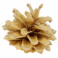 Floristik24 Pigne di pino mugo Pinus mugo crema 2-5cm 1kg