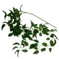 Floristik24 Appendino per foglie verde 160 cm