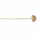 Floristik24 Allium artificiale Rosa 55cm