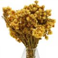 Floristik24 Mini fiore di paglia giallo fiori secchi mazzo bouquet secco H20cm 15g