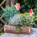 Floristik24 Fioriera, scatola di legno con corteccia, vaso per piante con manici 38 cm